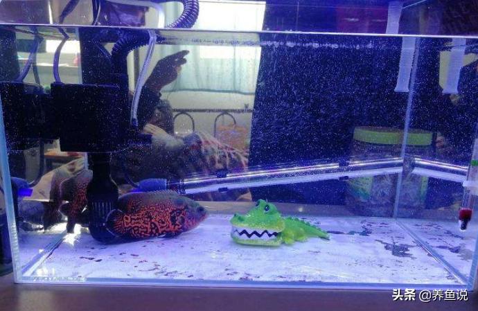 清道夫不吃自己的鱼卵,清道夫鱼吃不吃蚊子幼虫