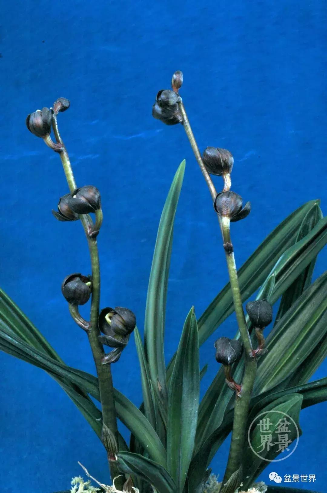 孔子家语芝兰生于深林全文拼音,芝兰生于深林不以无人而不芳翻译