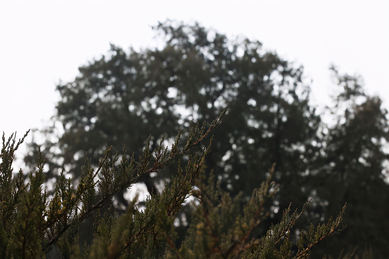 长度1.4米的头发可以卖多少钱,长度120厘米头发能卖多少钱