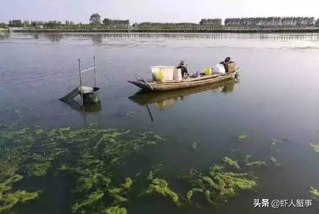 螃蟹要怎么养殖才是最好的,螃蟹的养殖技术和方法