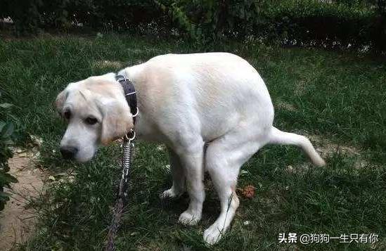 主人只要不在家狗狗乱拉尿怎么办,为什么主人在家狗狗就乱尿