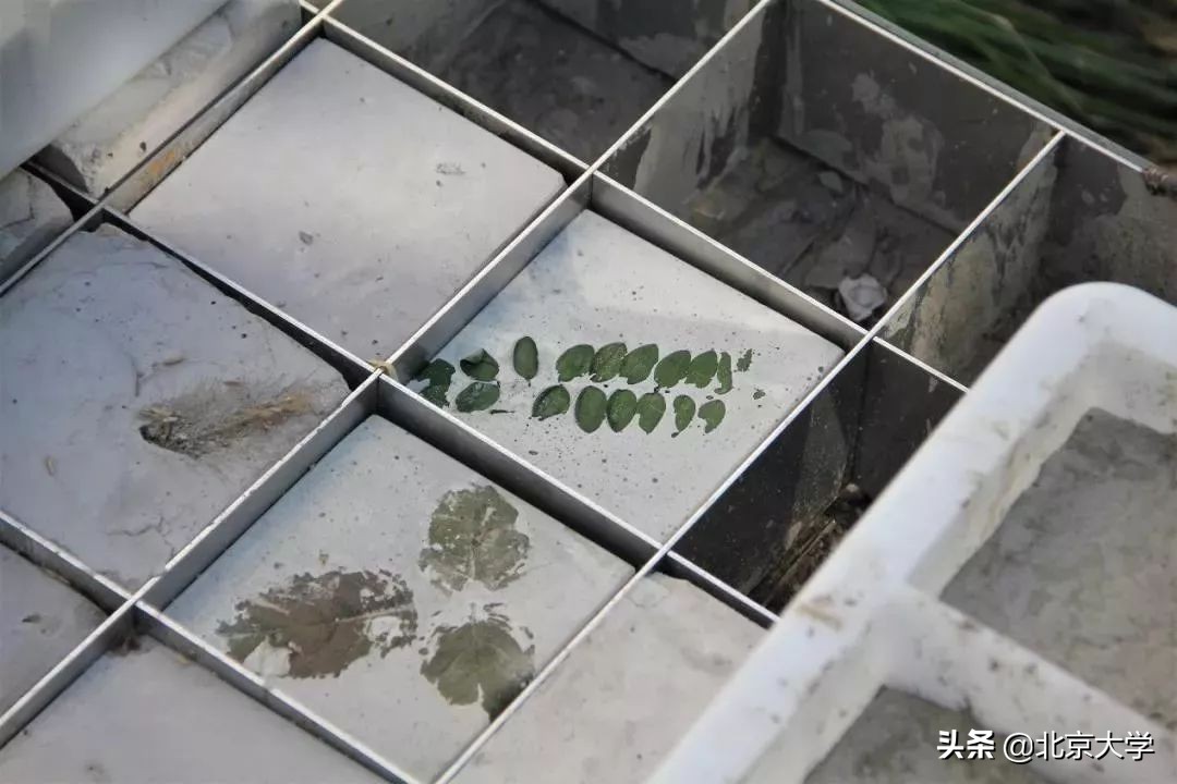 北大学校是怎么建的,感受一下北大校园