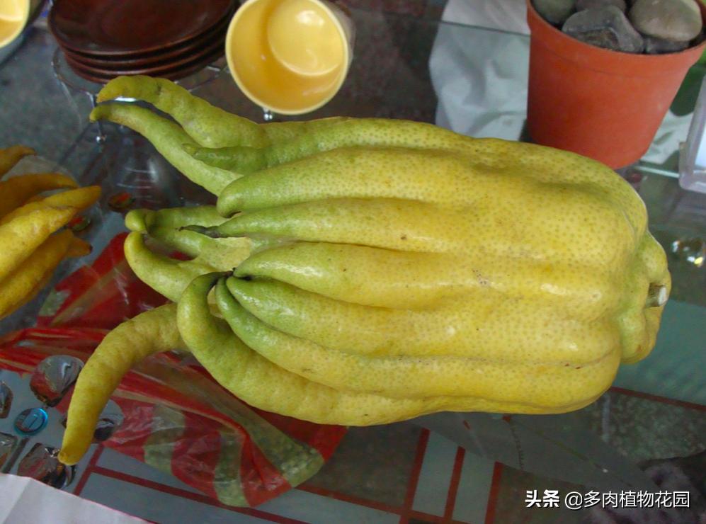 盆栽佛手柑的养殖方法,盆栽佛手柑怎么养护