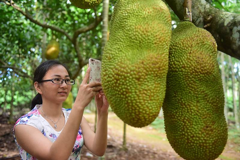 菠萝蜜种子种出来的树能结果吗,泰国红肉12号菠萝蜜种几年结果
