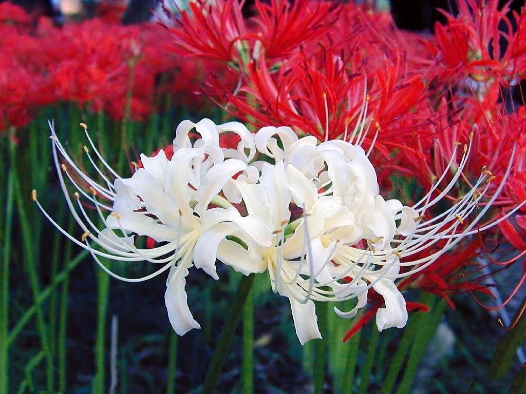 花开一千年落一千年花叶永不相见,彼岸花开从此花叶永不相见