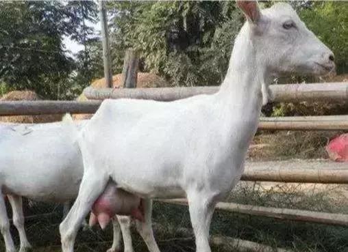 奶山羊最好的品种有哪些,全球公认最好的奶山羊品种是哪个