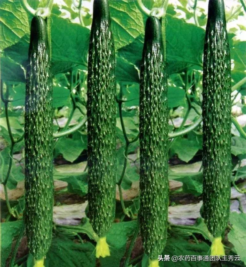 黄瓜怎么管理才能多开花多结果,水果黄瓜的种植时间和管理方法