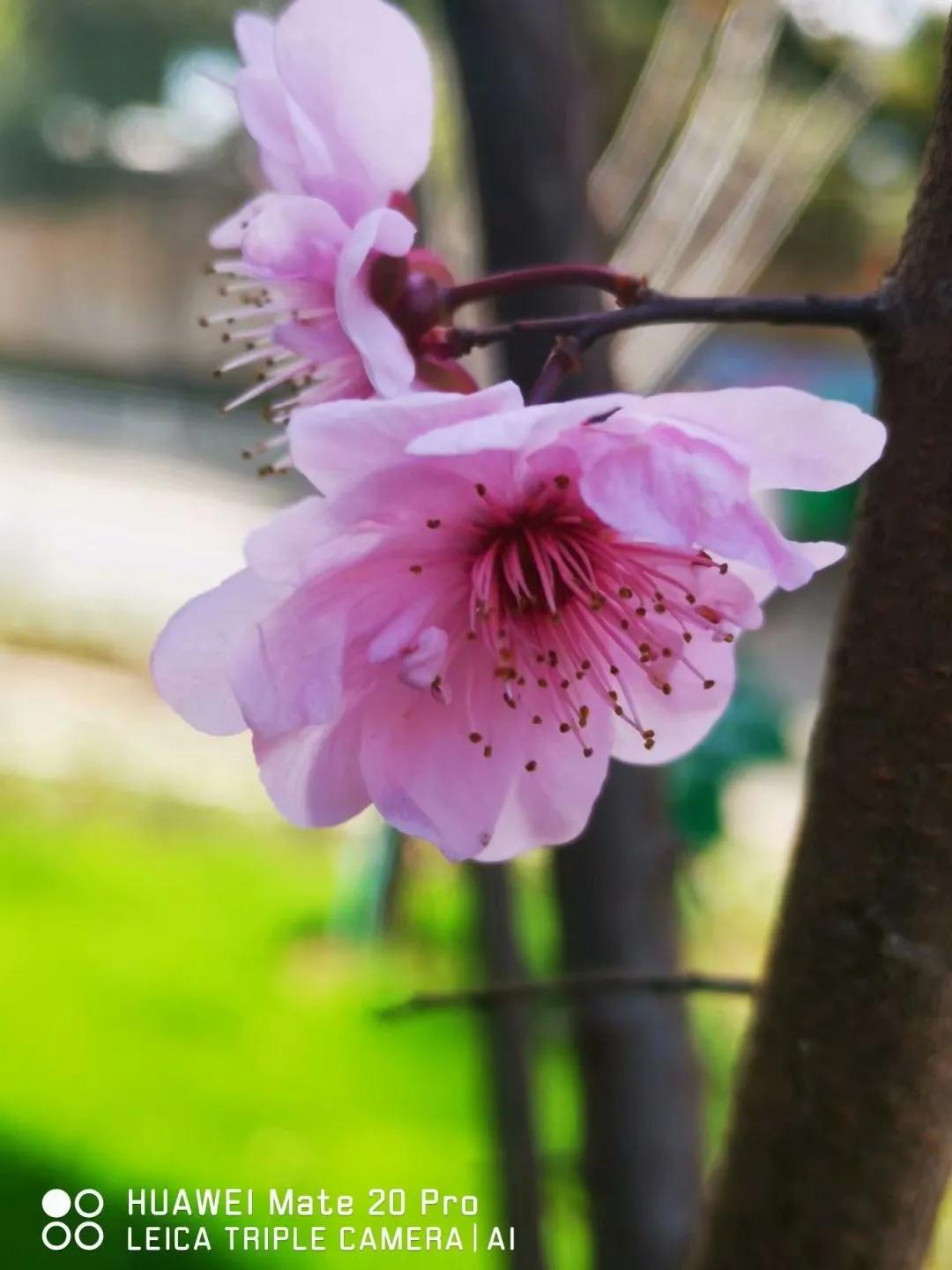 春桃电影1988完整版,春桃含苞