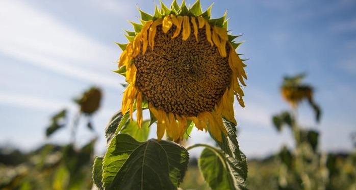 荷兰新开发出的农耕技术,能喂饱全世界96亿人吗?