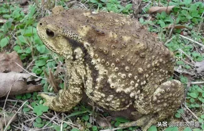 癞蛤蟆身上的白浆和皮是珍贵的中药材！一斤能卖上万元