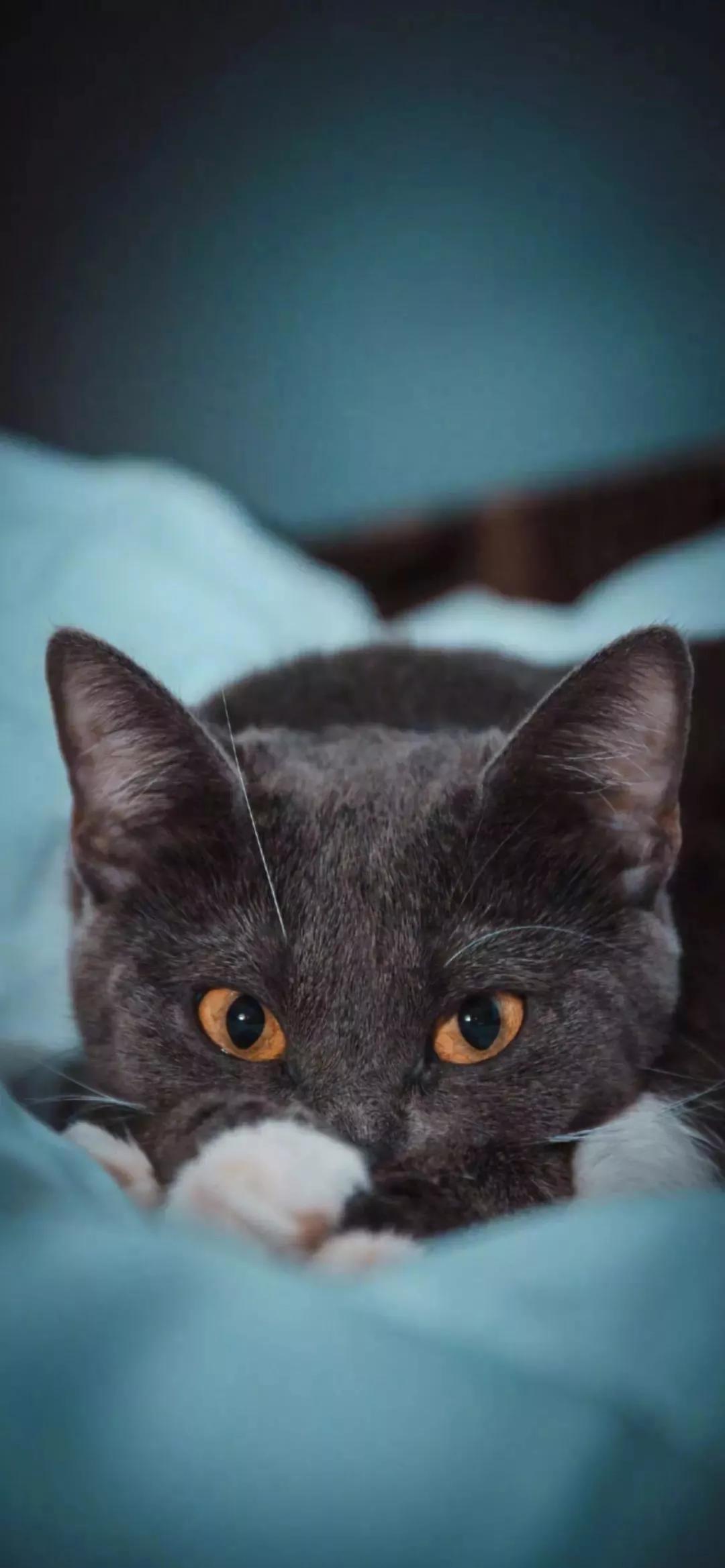 壁纸iphone壁纸,壁纸超清4k手机壁纸iphone全面屏