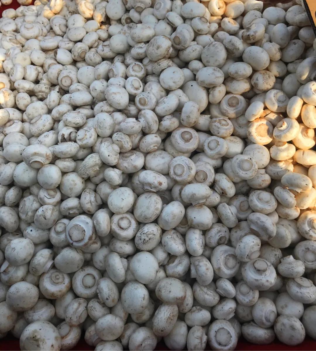 周边最便宜的大集在哪里,10元一两的大集