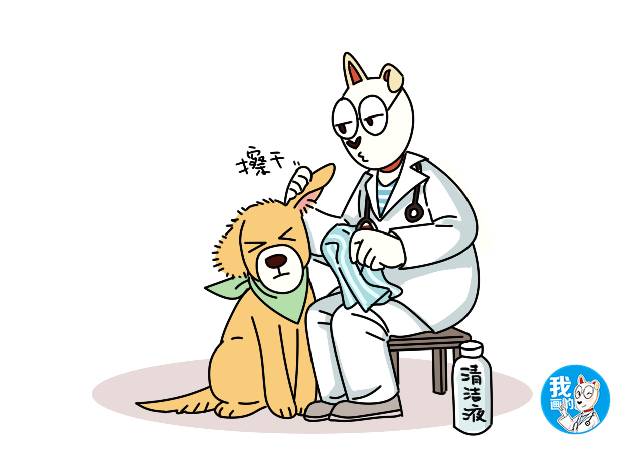 狗狗外力导致耳血肿,狗狗耳血肿会致死吗