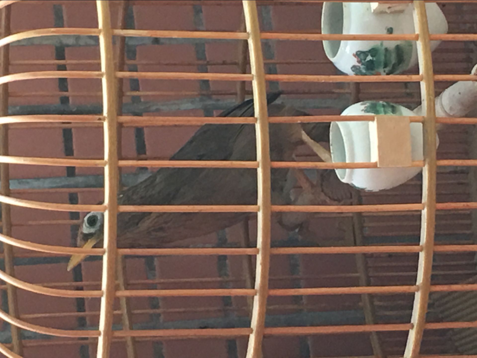 养画眉鸟最忌讳的七种情况,养画眉鸟有什么风水讲究