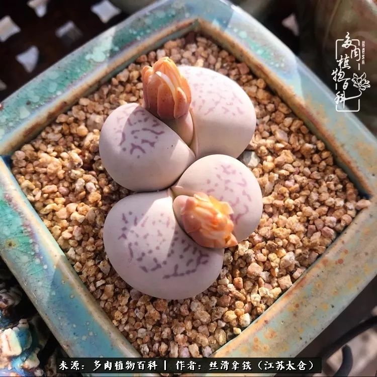 秋叶将落,秋叶即将落下你依然美丽