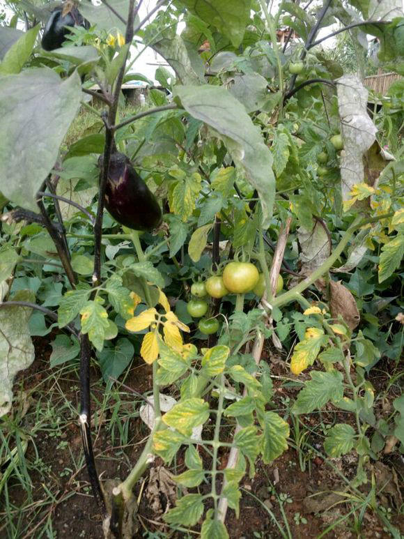 成都36中和成都18中,成都初中十八中