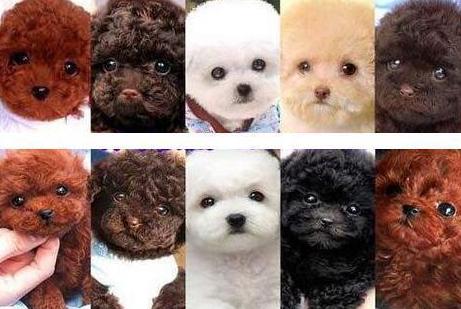 泰迪犬怎么区分纯不纯,灰色泰迪犬身体长方是不是不纯