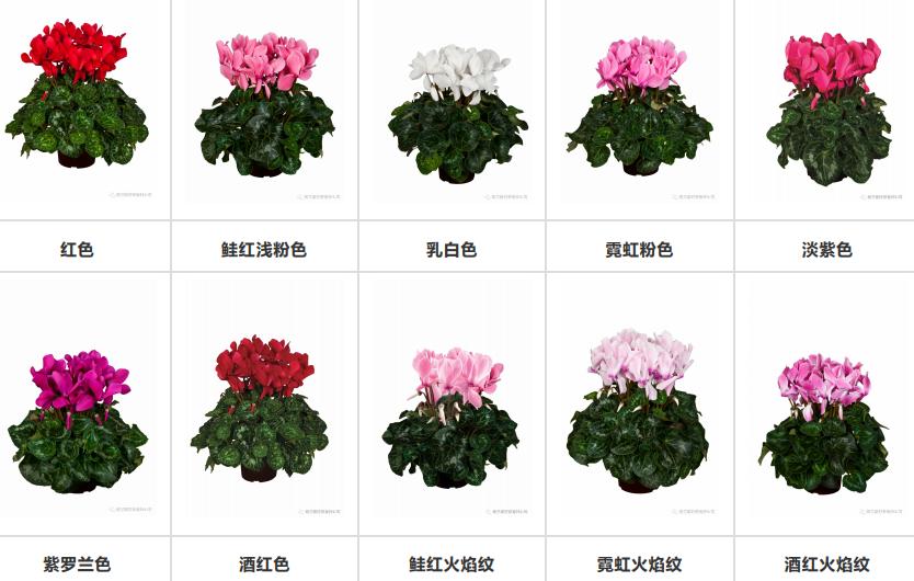 如果放在动物界，这种花就是猛犸象般的神奇存在