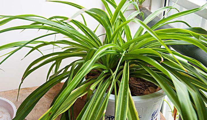 冬天吊兰绿萝扦插怎么养护,绿萝吊兰扦插多久发芽成活