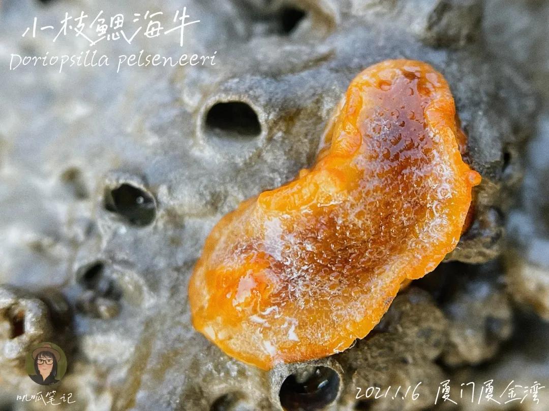 鼓浪屿赶海抓虫,鼓浪屿赶海佛手螺