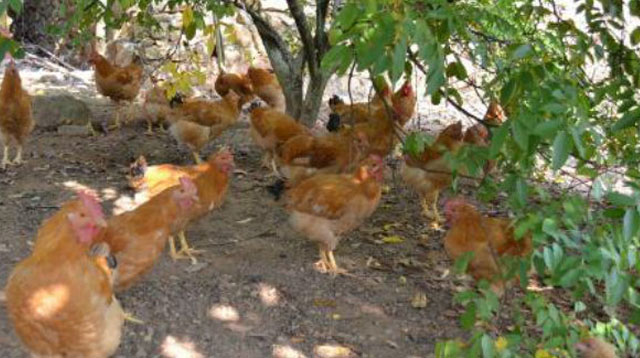 鸡肿眼睛是怎么回事用什么药,鸡眼睛肿冒泡什么病怎么治疗