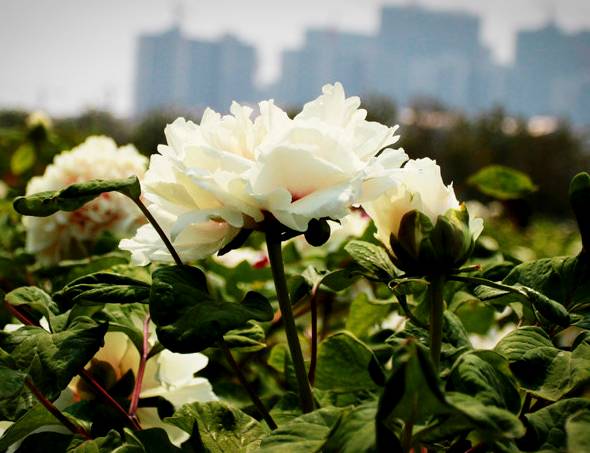 中国十大名花你认识几种呢,中国十大名花你喜欢哪种呢
