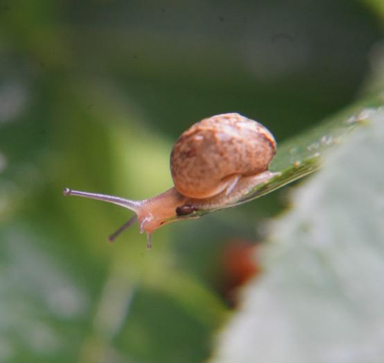 微距摄影后期处理小技巧是什么,微距摄影技巧及配件