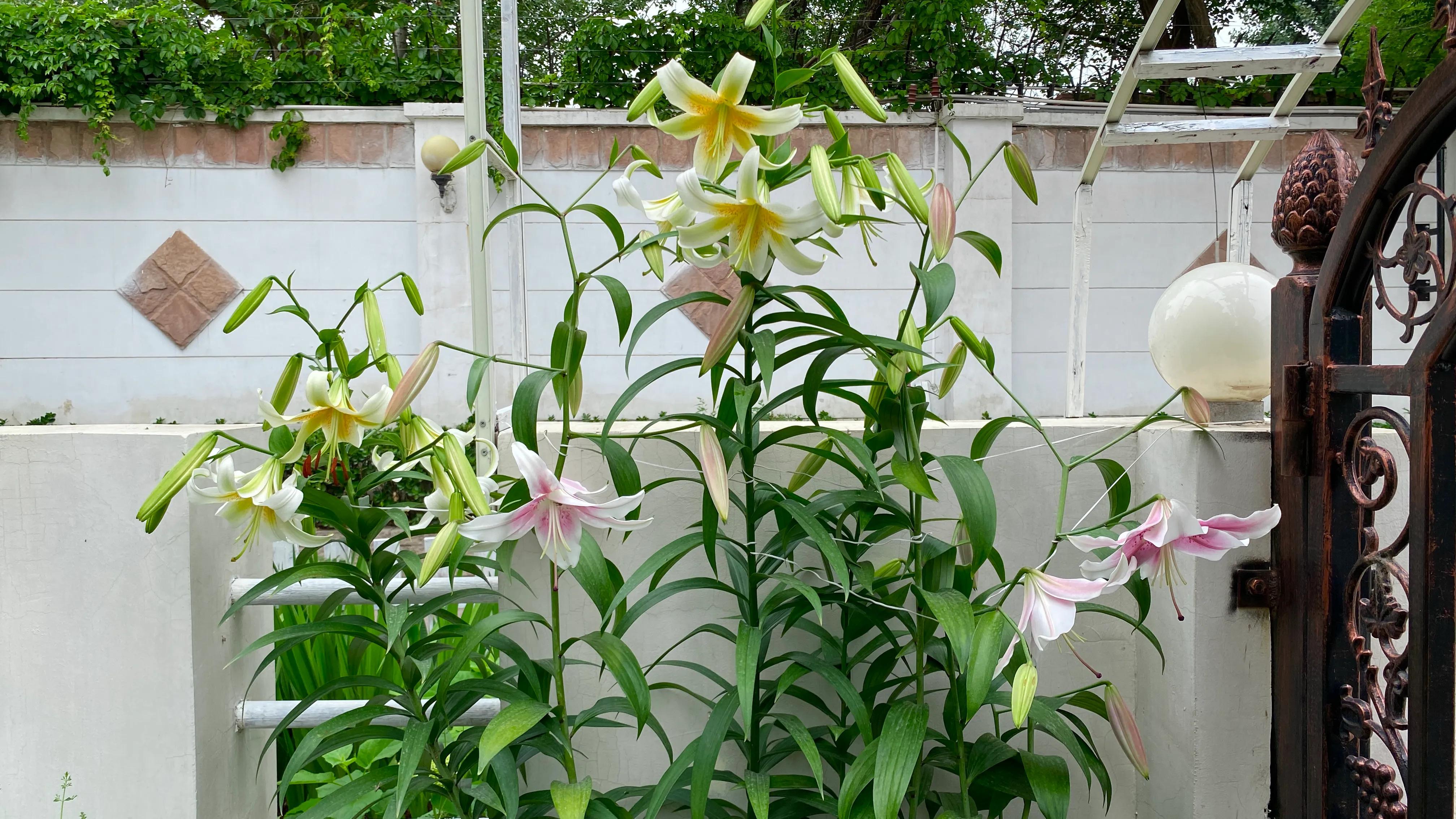 北边阳台适合种植的百合品种,不适合庭院种的百合品种