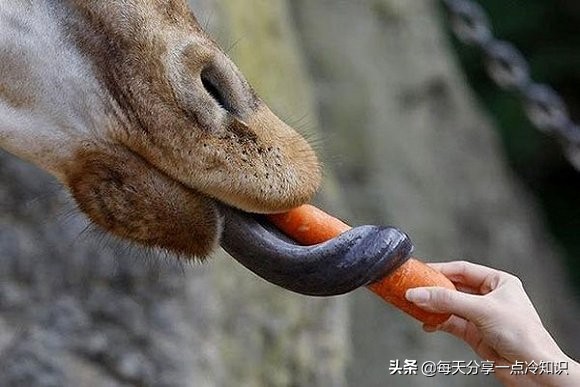 长颈鹿动物冷知识,长颈鹿有趣冷知识