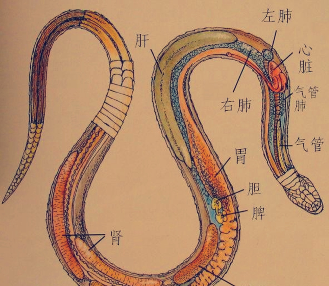 被蛇咬住应该捏住什么地方,被蛇咬了怎么能让它松口