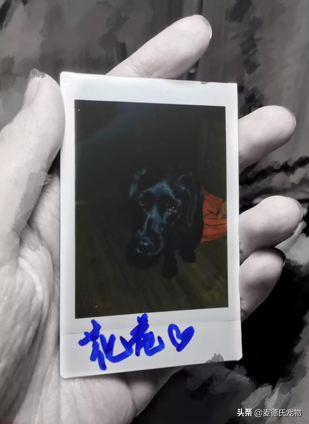 养狗真实感受图片,养狗黑的好还是黄色的好