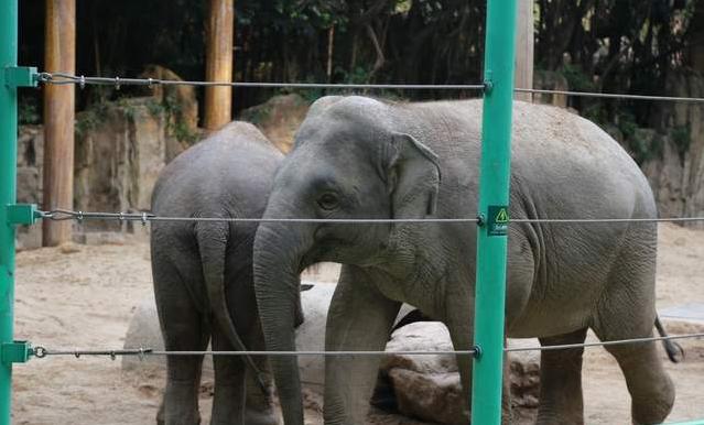 广州长隆四天三晚旅游推荐,4天去广州长隆和珠海看海怎么玩
