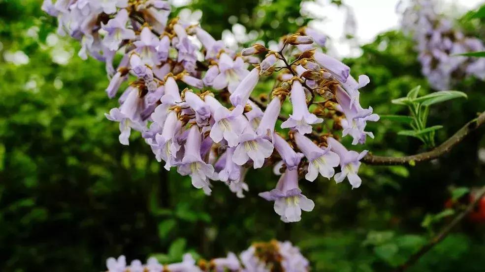 百花图谱大全100幅,工笔百花图谱100种