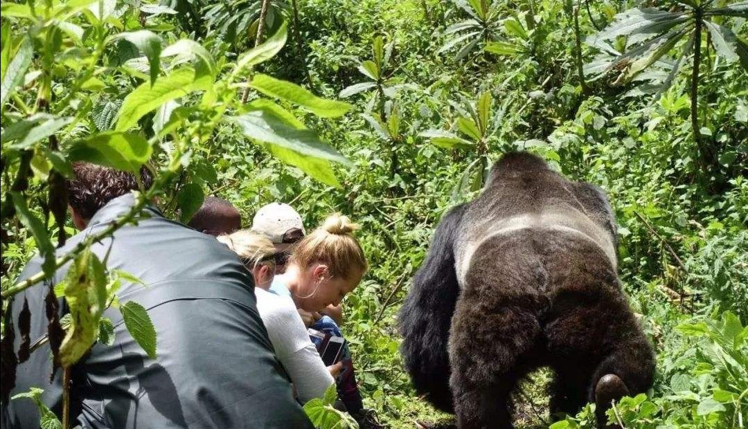 超能力银背大猩猩视频,银背大猩猩10招之内打败狮子老虎