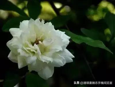 各种花的花语文案,花的花语100种