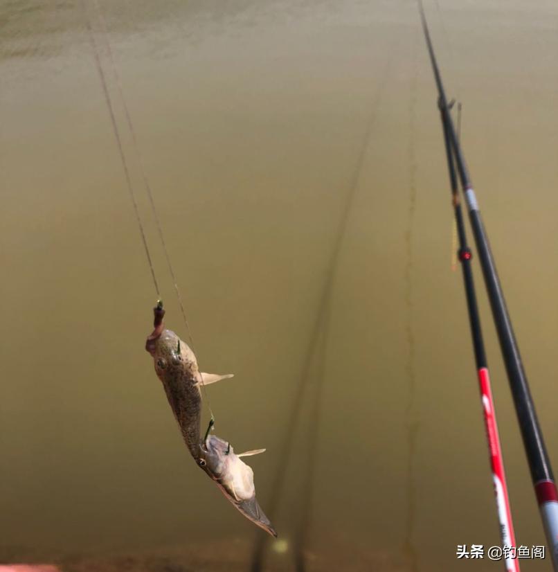 “鲢鳙总闹窝，钓起却不能拿走”，玩黑坑最怕遇到这4件事