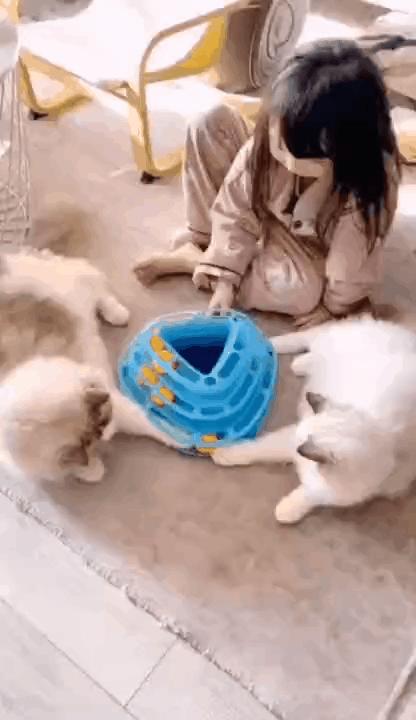 哪种猫最会带娃,什么猫带娃最好