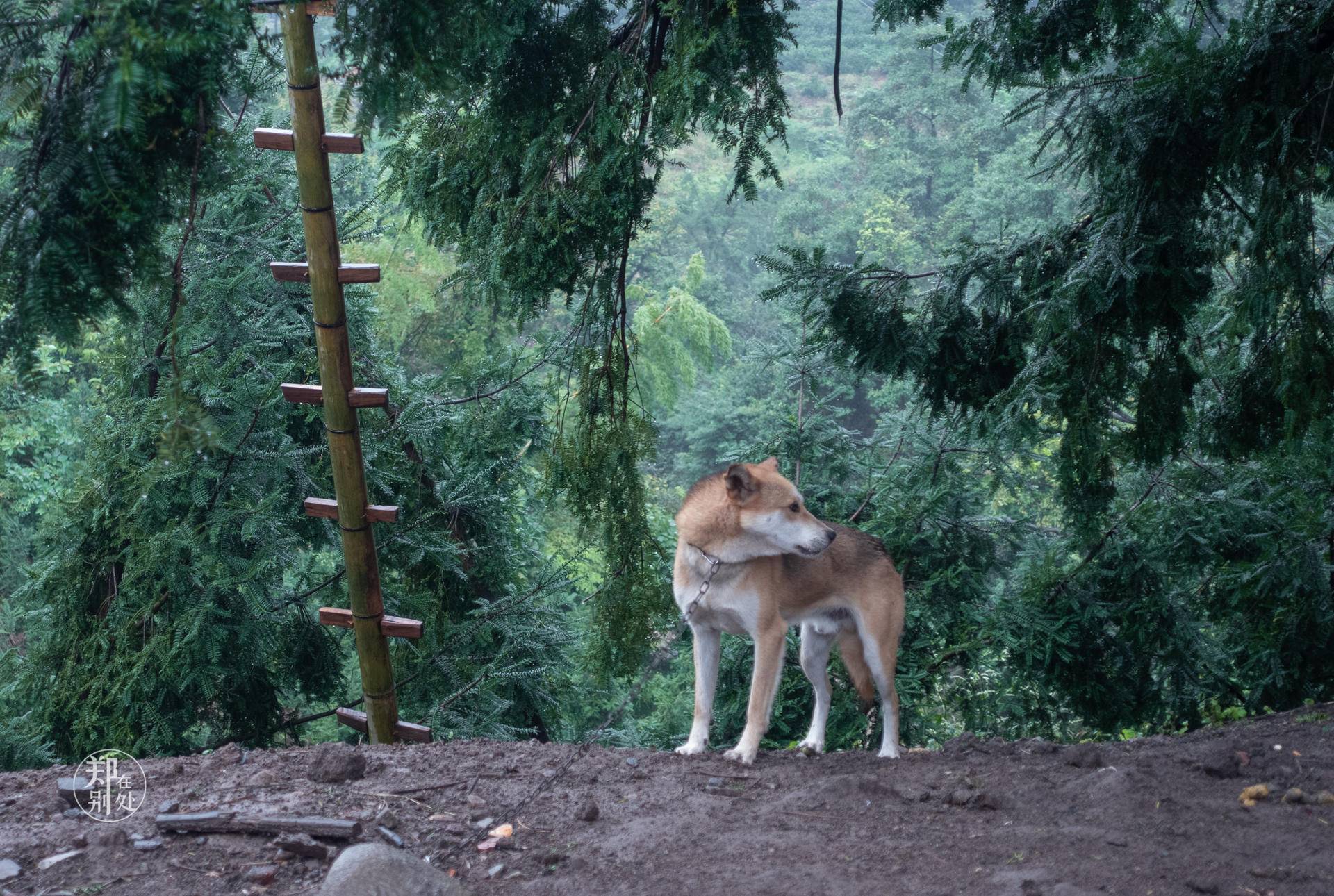香榧古道,香榧古道徒步路线哪条景色美