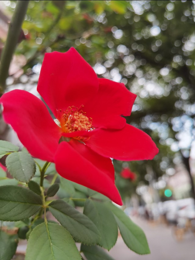 新高一家长需要了解什么,高一父母应该怎么做