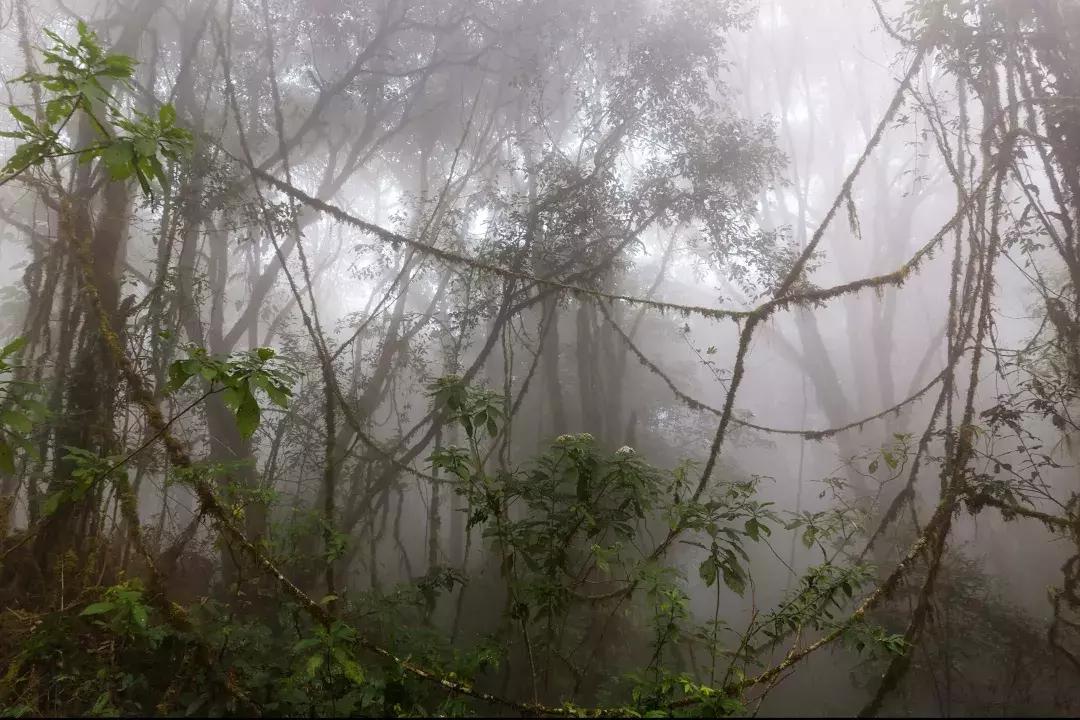 古代说的南方的瘴气是什么,南方瘴气是什么