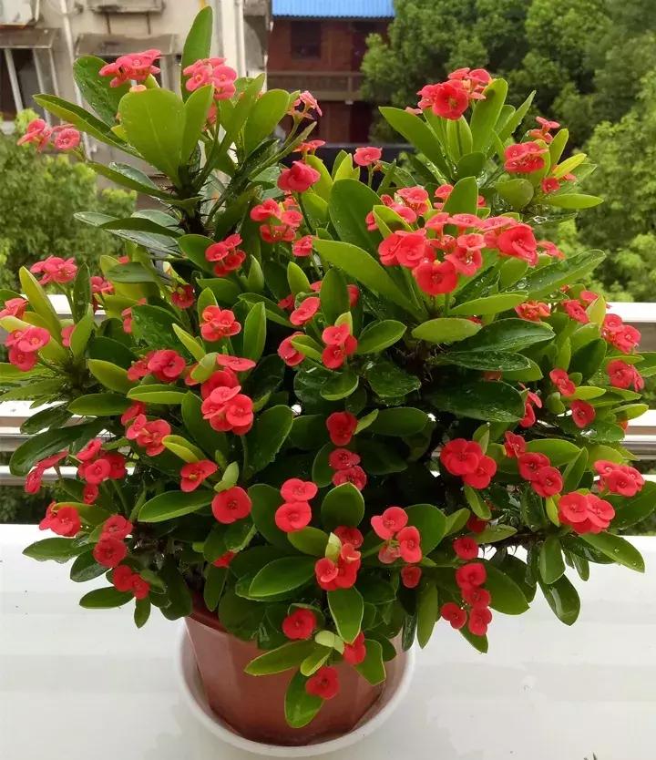 五月份被公认阳台最好养的10种花,喜阴耐旱适合室内养的50种花