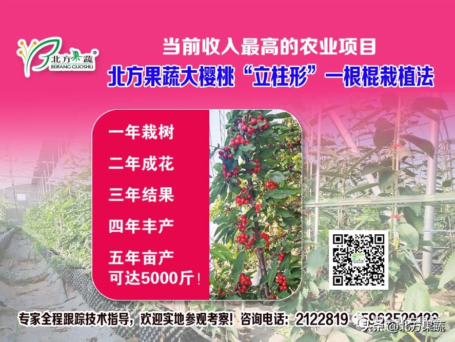 北方果蔬大樱桃,北方果蔬苹果新品种