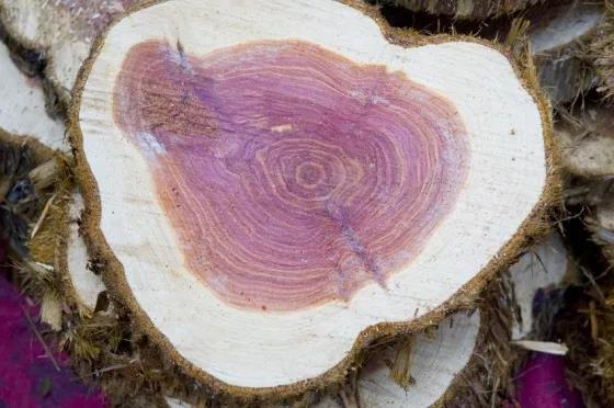 花的性感树的强劲——花梨木