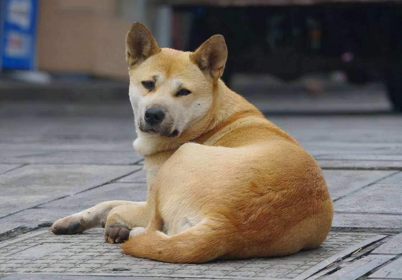 哪类狗狗忠诚度高又聪明,对主人最忠诚的狗狗排名榜凶猛犬