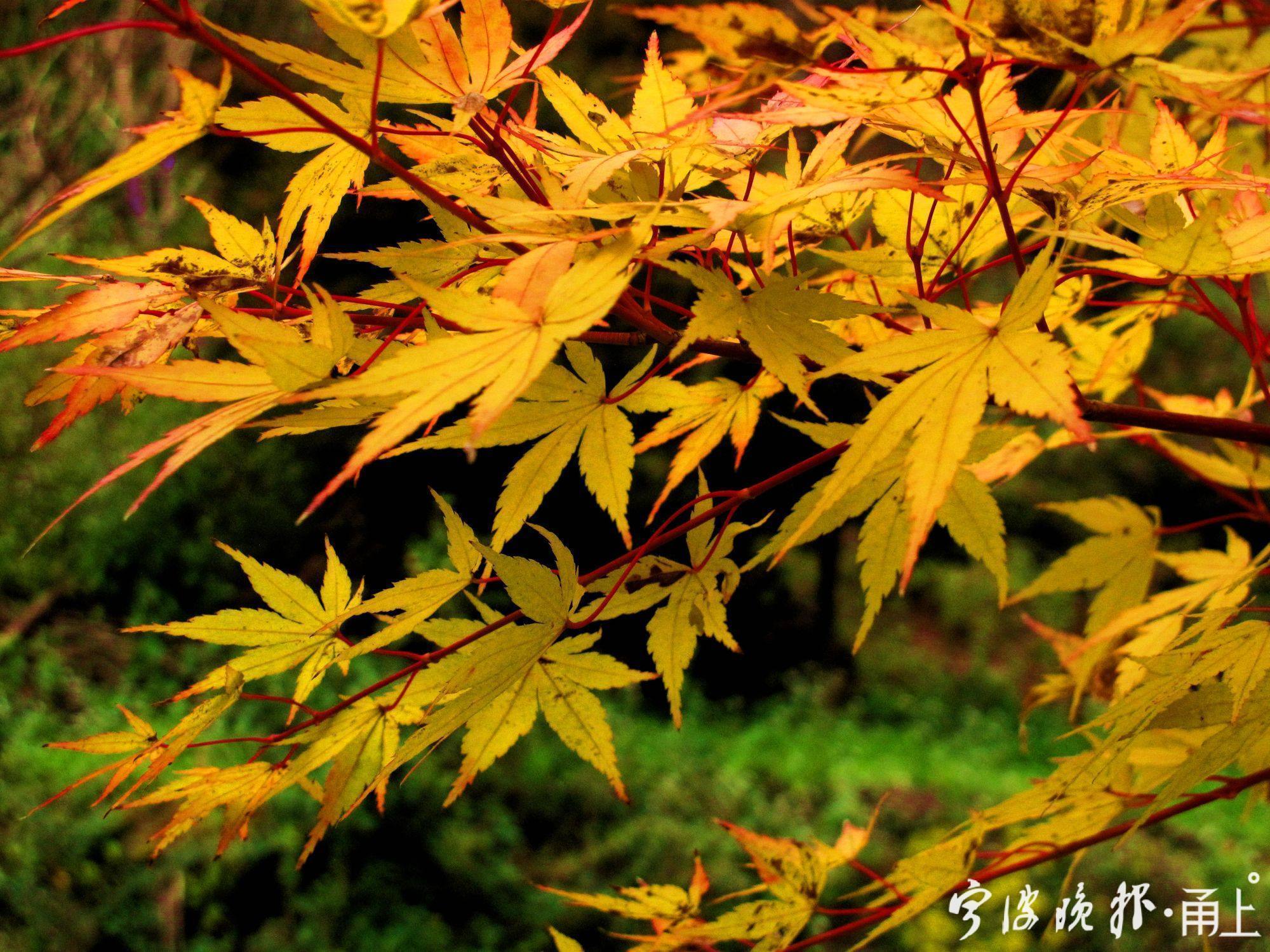 四明山美景,宁波四明山枫叶美景
