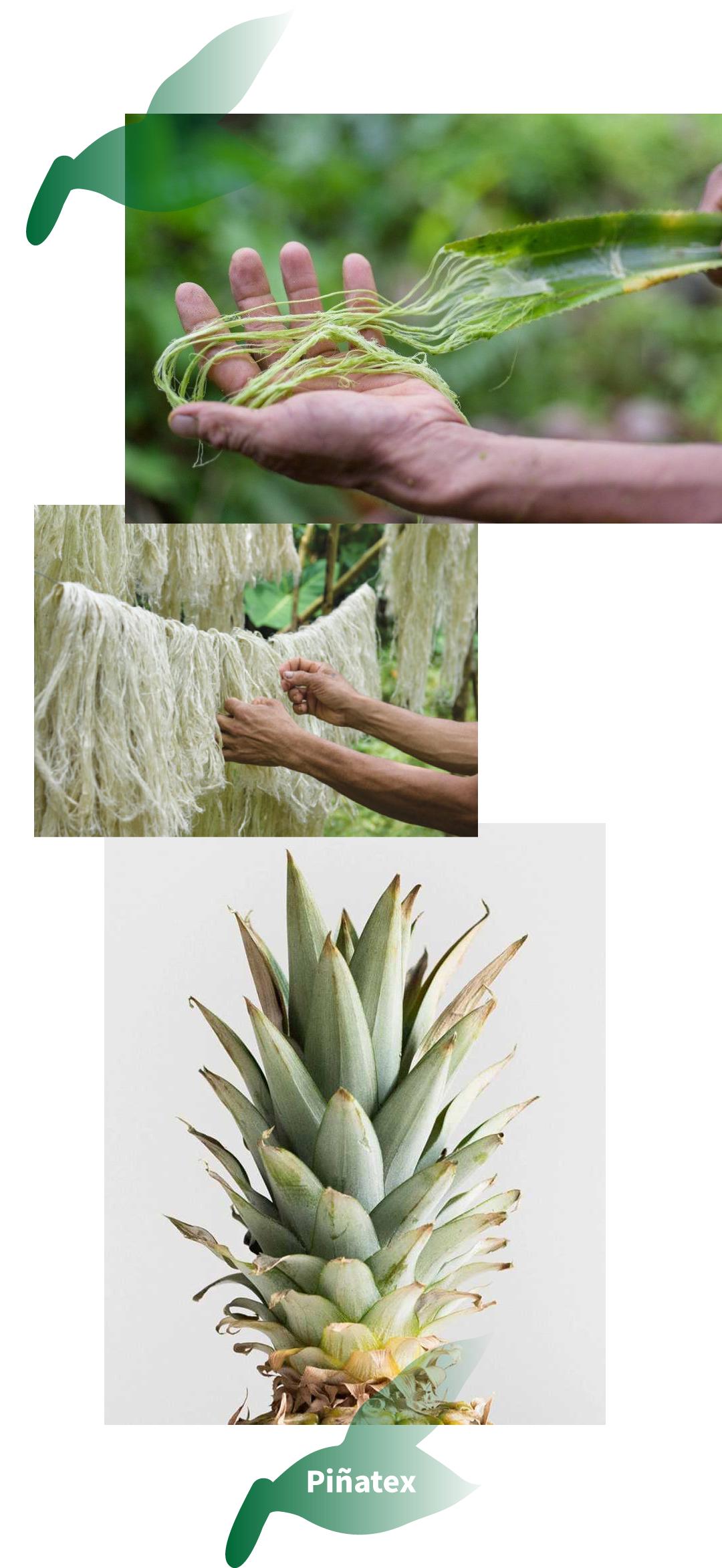 蕾哈娜菠萝纹的服装,蕾哈娜服装品牌