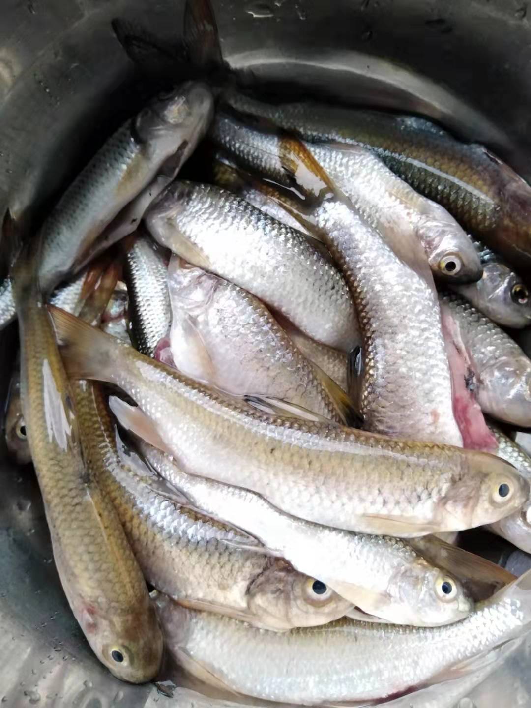 深山野河鱼好钓吗,深山小溪钓什么鱼比较好