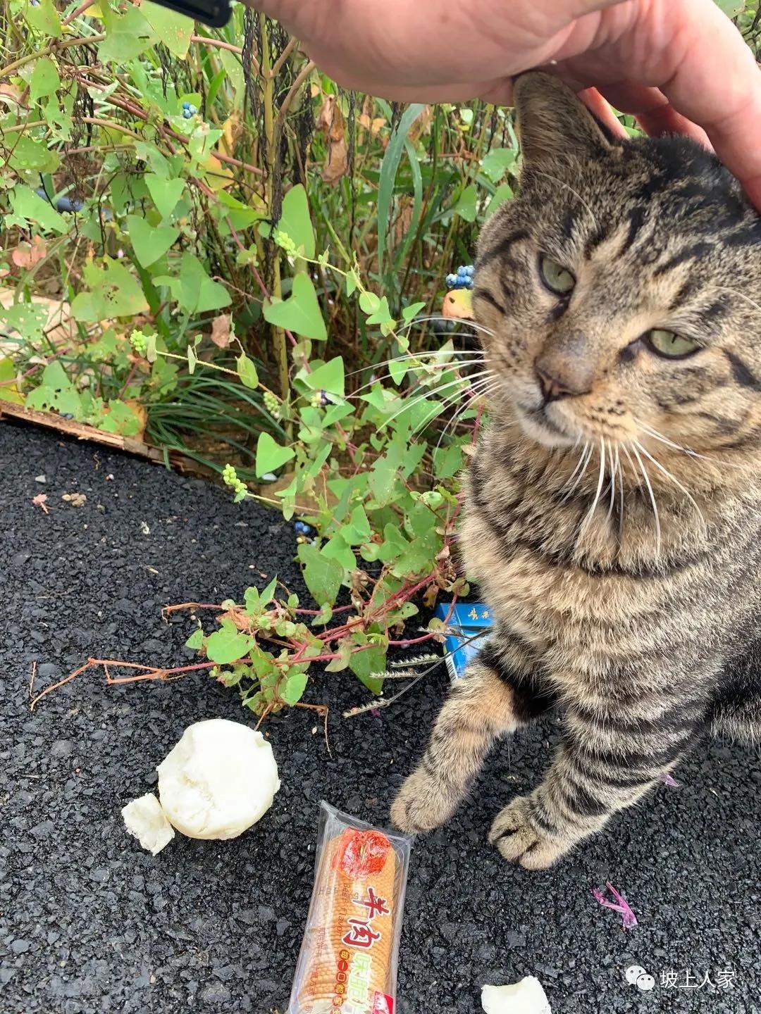 一只宠物猫在外面可以活多久,单独养一只猫它会孤独吗