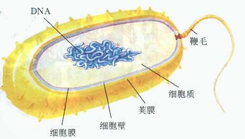 初中生物病毒和细菌的区别,生物学中细菌与病毒的区别