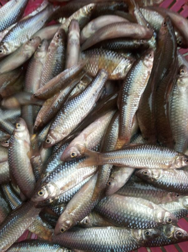 澶у瀷楹︾楸煎拰灏忓瀷楹︾楸肩殑鍖哄埆,甯歌鐨勯害绌楅奔